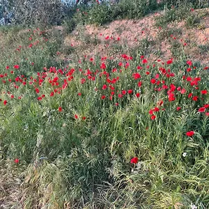 Antico Borgo Appartamento San Quirico dʼOrcia